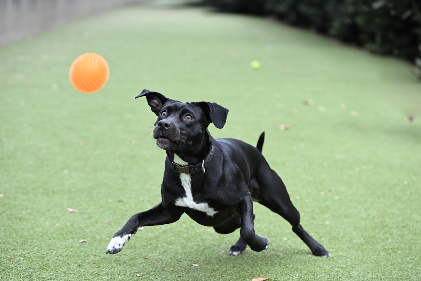 dog chasing ball<br />
