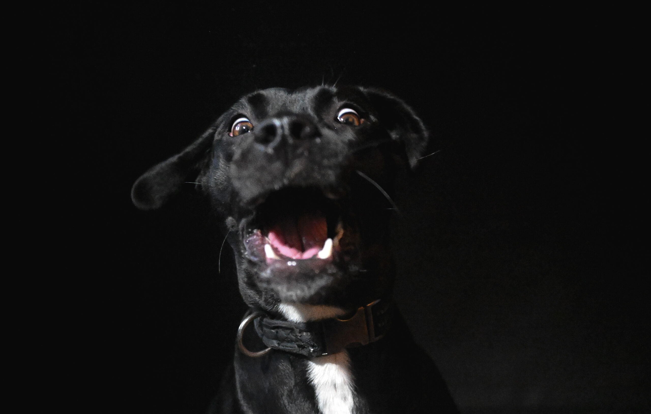 Dog Back To School Portraits