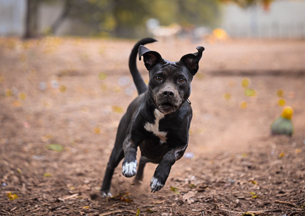  professional dog action shots 