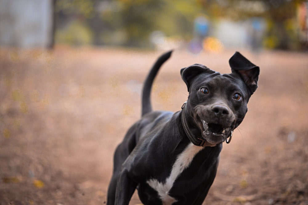  professional dog action shots 