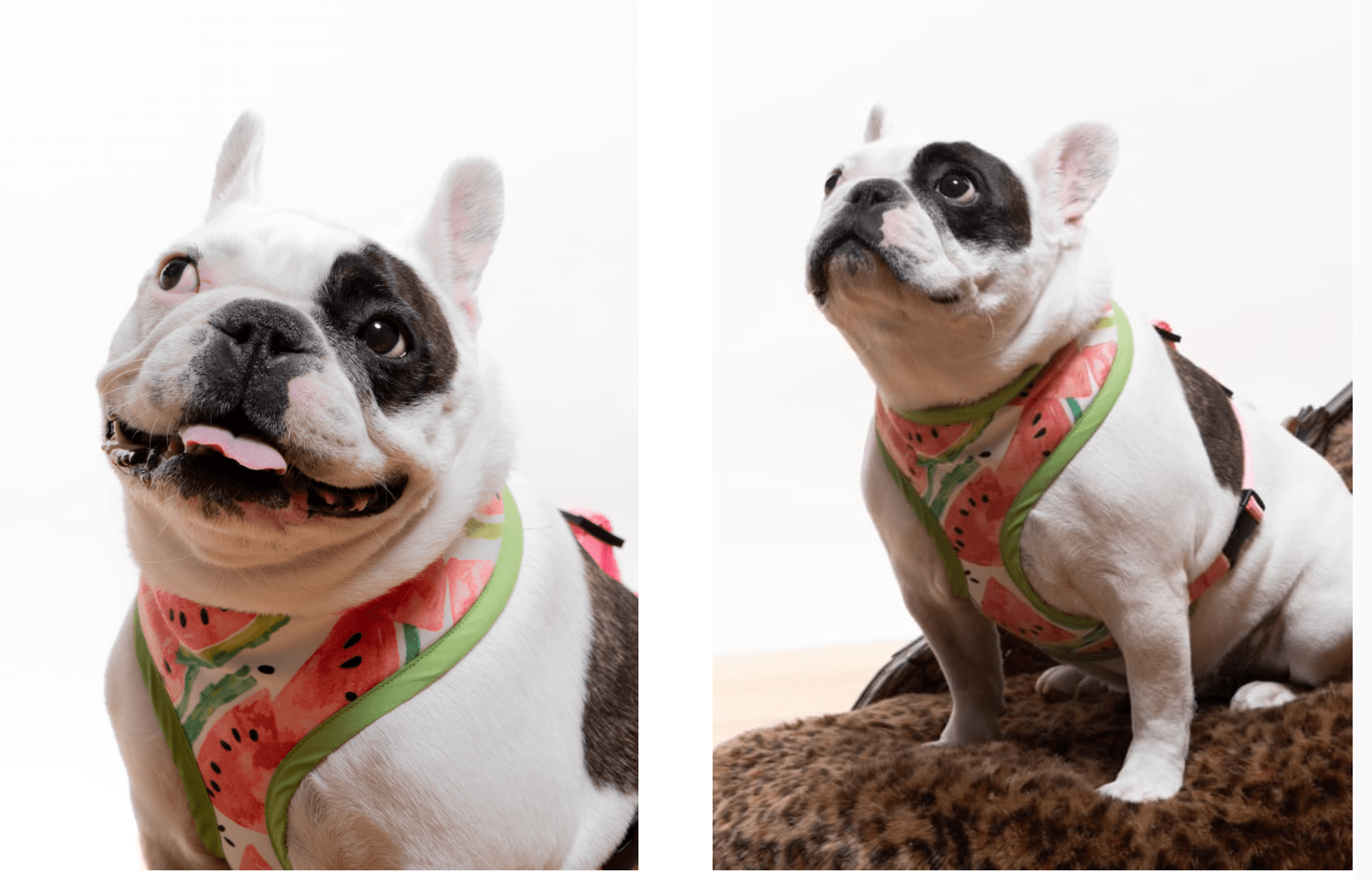 Pet Portraits with French Bulldog